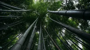 优美的竹林高清图片_5