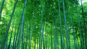优美的竹林高清图片_6