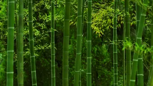 优美的竹林高清图片_8