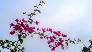 高清三角梅图片大图_11