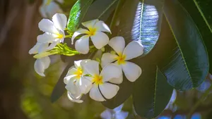 高清淡雅的鸡蛋花图片_2