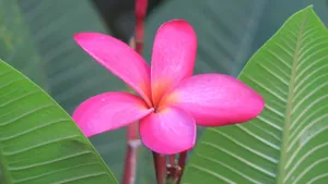 高清淡雅的鸡蛋花图片_5