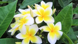 高清淡雅的鸡蛋花图片_7