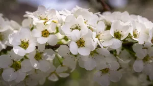 白色的绣线菊图片_9
