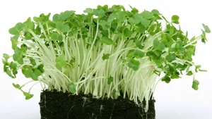 绿色高清的豌豆苗图片_5