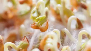 绿色高清的豌豆苗图片_14