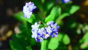 高清蓝色勿忘我鲜花图片_3