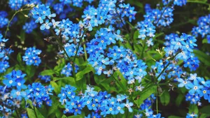 高清蓝色勿忘我鲜花图片_4