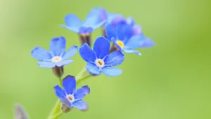 高清蓝色勿忘我鲜花图片_5