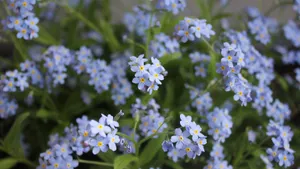 高清蓝色勿忘我鲜花图片_8