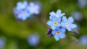 高清蓝色勿忘我鲜花图片_9