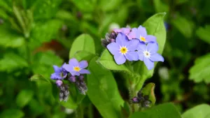 高清蓝色勿忘我鲜花图片_13