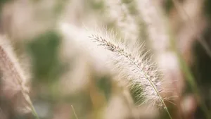 狗尾巴草图片大全大图_15