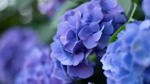 绣球花图片大全大图_2