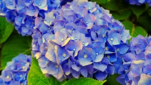 绣球花图片大全大图_8