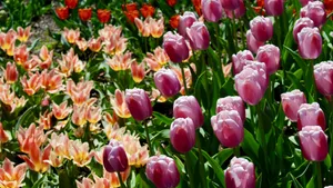 亭亭玉立的郁金香花图片_2