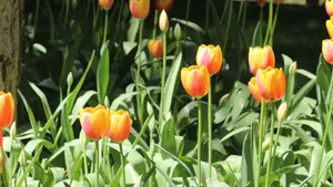 亭亭玉立的郁金香花图片_3