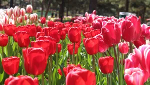 亭亭玉立的郁金香花图片_4