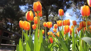 亭亭玉立的郁金香花图片_5