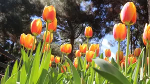 亭亭玉立的郁金香花图片_6