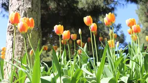 亭亭玉立的郁金香花图片_7