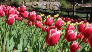 亭亭玉立的郁金香花图片_8