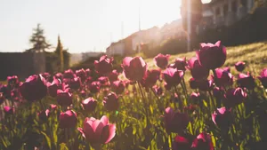 亭亭玉立的郁金香花图片_9