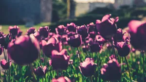 亭亭玉立的郁金香花图片_10