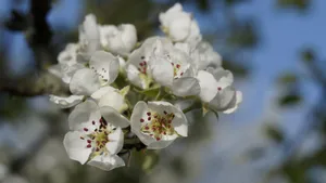苹果花图片大全大图_2