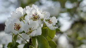 苹果花图片大全大图_3