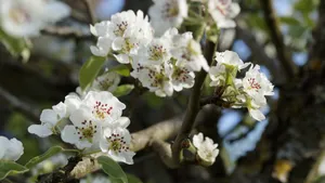 苹果花图片大全大图_4