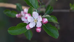苹果花图片大全大图_5