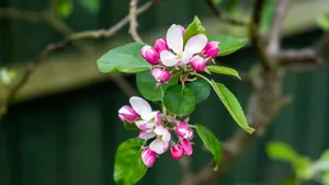 苹果花图片大全大图_7
