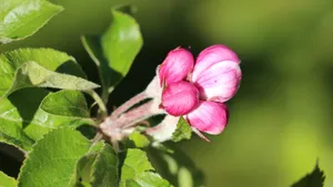 苹果花图片大全大图_8