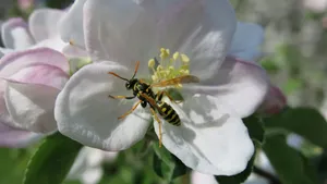 苹果花图片大全大图_10