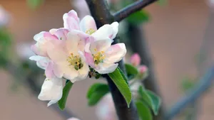 苹果花图片大全大图_12