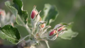 苹果花图片大全大图_14