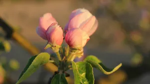 苹果花图片大全大图_16