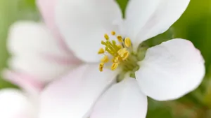 苹果花图片大全大图_17