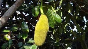 树上的菠萝蜜图片_2