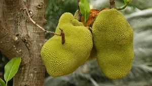 树上的菠萝蜜图片_5