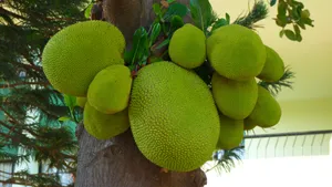 树上的菠萝蜜图片_7