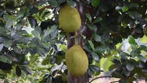 树上的菠萝蜜图片_9