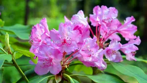 杜鹃花品种图片大全