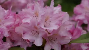 杜鹃花品种图片大全_4