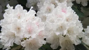 杜鹃花品种图片大全_9