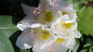 杜鹃花品种图片大全_10