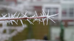 冬季植物上的冰霜图片_7