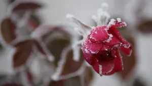 冬季植物上的冰霜图片_12
