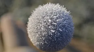 冬季植物上的冰霜图片_16